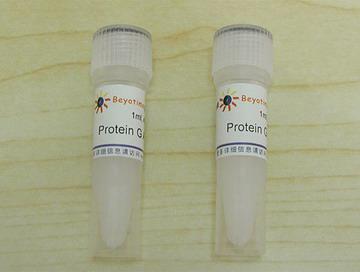 Protein G Agarose (Fast Flow, 进口分装)